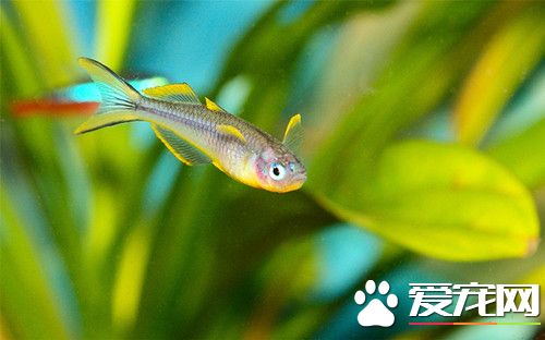 霓虹燕子寿命 霓虹燕子的寿命一般只有2-3年