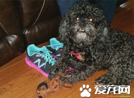 黑贵宾美容太吵被关化学药品柜 全身灼伤口吐白沬身亡