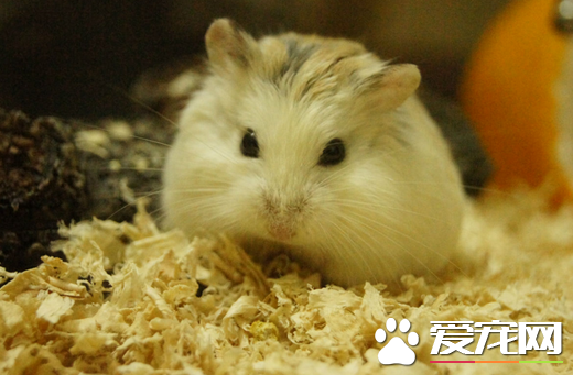 仓鼠得了皮肤病怎么办 必须保持环境清洁及干爽
