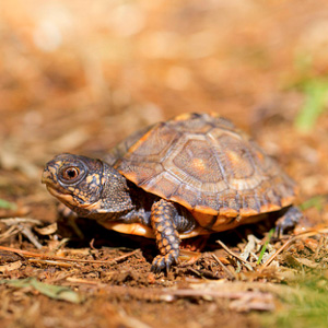 东部箱龟图片