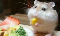 仓鼠可以吃水果吗 适合仓鼠夏季消暑的水果零食