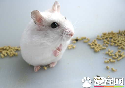 养仓鼠需要什么用品 养仓鼠需要的8类用品