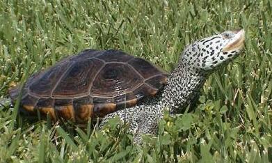 佛罗里达东部钻纹龟