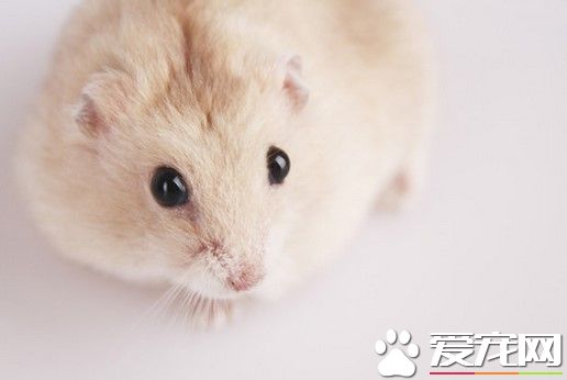 仓鼠肠胃不好怎么办 运用妈咪爱来治疗