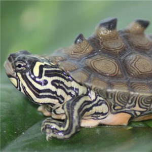 北部黑瘤地图龟图片