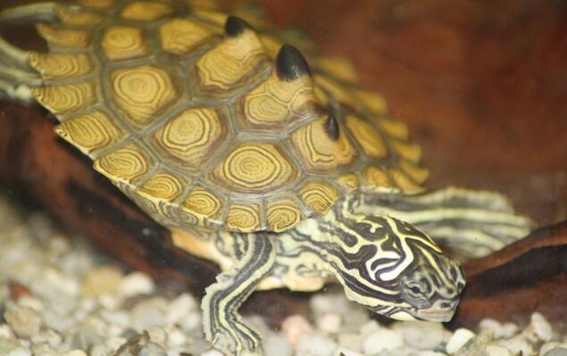 北部黑瘤地图龟