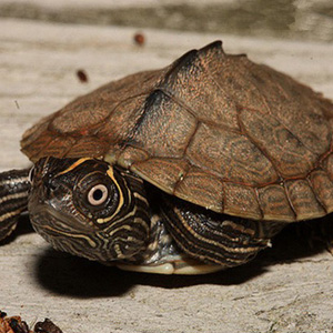 北部拟地图龟图片