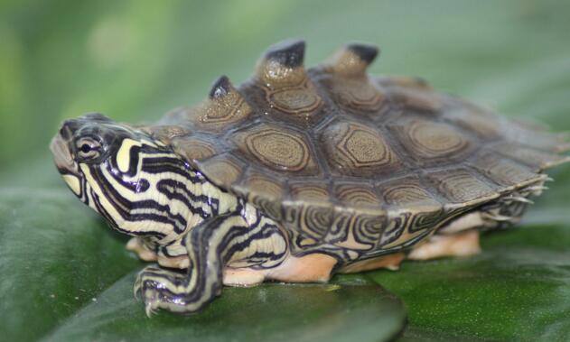 北部黑瘤地图龟