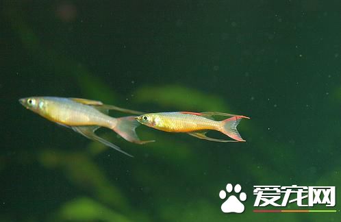 燕子美人灯鱼好养吗 最适合在水温为26—27度