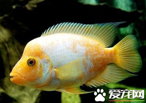 火鹤鱼的种类 常见的一些火鹤鱼品种