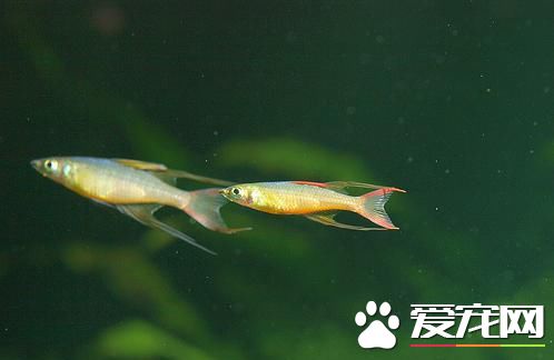 燕子美人的价格 普遍价格在10-15元左右