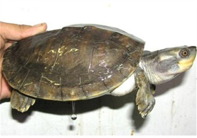 巨型棱背龟