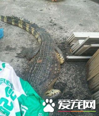 鳄鱼从小区五楼掉下 业主饲养鳄鱼当宠物
