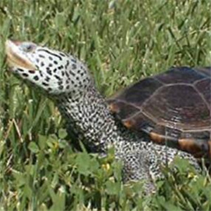 佛罗里达东部钻纹龟图片