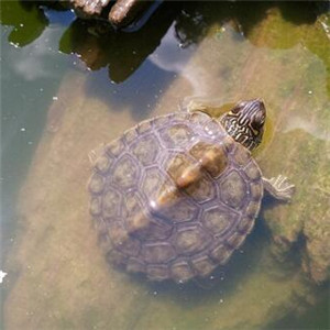 德州地图龟图片