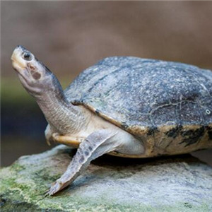 巴达库尔龟图片