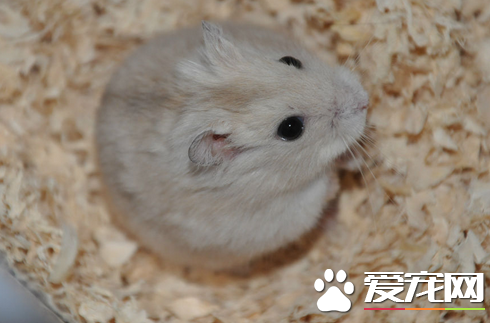 仓鼠咬人会传染鼠疫吗 虽然也叫鼠但是是仓鼠科