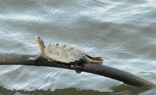 北部黑瘤地图龟