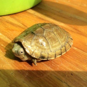 瓦哈卡泥龟图片