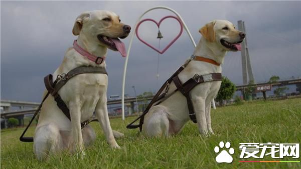 拒绝导盲犬自由出入公共空间 恐触法