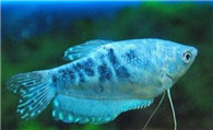 蓝星鱼饲养 喜栖息于水草多的静水或缓流水中