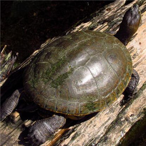 中美洲河龟图片