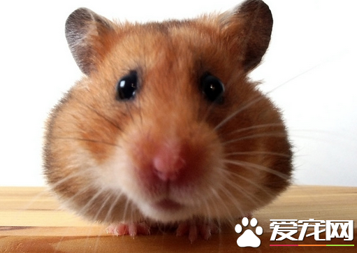 养仓鼠需要注意些什么 注意5点轻松养好仓鼠