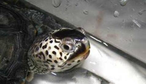 佛罗里达东部钻纹龟