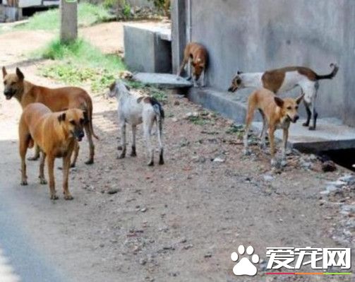 印度妇遭100只流浪狗活活咬死