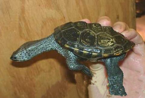 佛罗里达东部钻纹龟