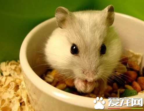 仓鼠中暑了怎么办 室温在28°以上时注意仓鼠防暑