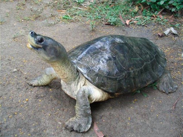 巨型棱背龟