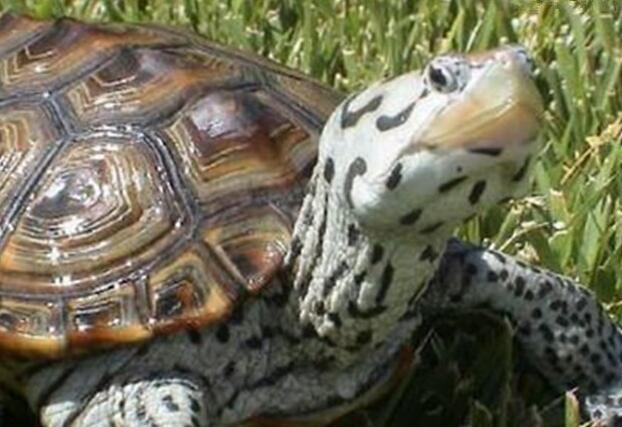 佛罗里达东部钻纹龟