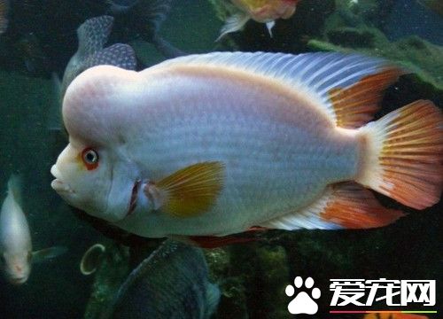 火鹤鱼的寿命 火鹤鱼寿命一般只有6--7龄