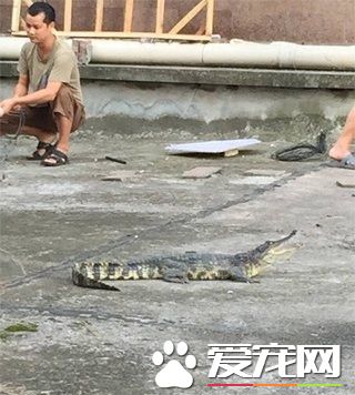鳄鱼从小区五楼掉下 业主饲养鳄鱼当宠物