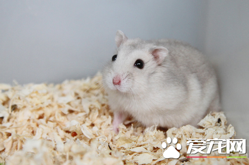 怎么清理仓鼠笼子 一个月最好做一次大清理