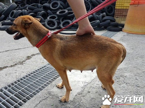 环保局违法运送怀孕弃养犬 下回不帮这个忙