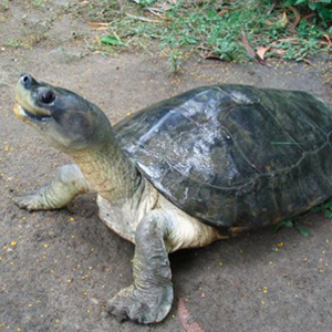 巨型棱背龟图片