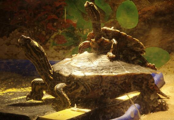 北部黑瘤地图龟