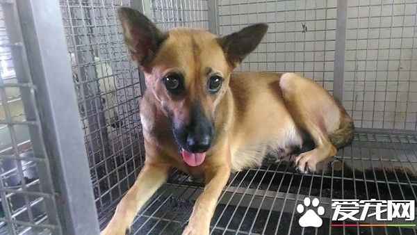 环保局违法运送怀孕弃养犬 下回不帮这个忙