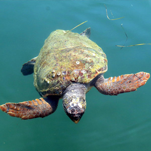 大西洋蠵龟图片