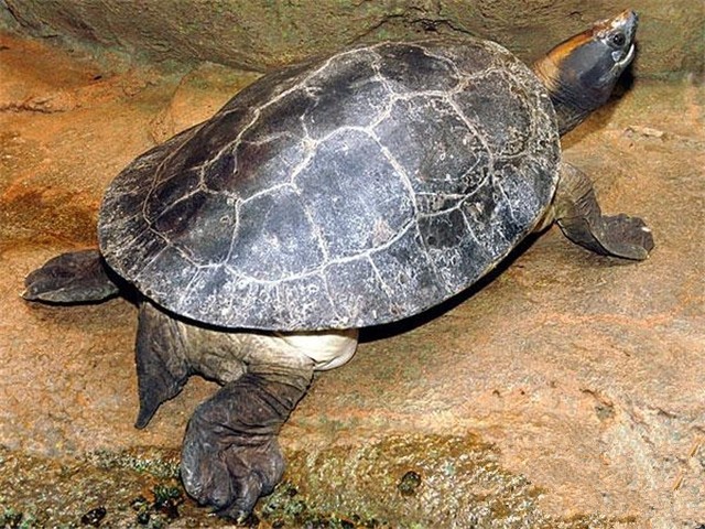 巨型棱背龟