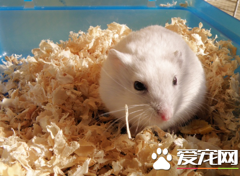 仓鼠夏天用什么垫料最好 最适合夏天使用的垫料