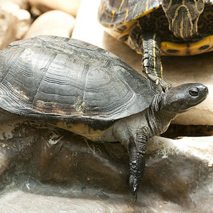 白胸侧颈龟图片