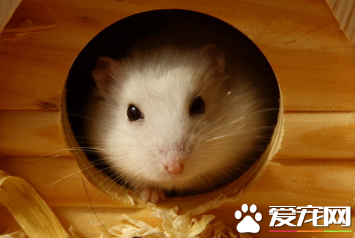 哪里有卖仓鼠的 选择家养仓鼠好处很多