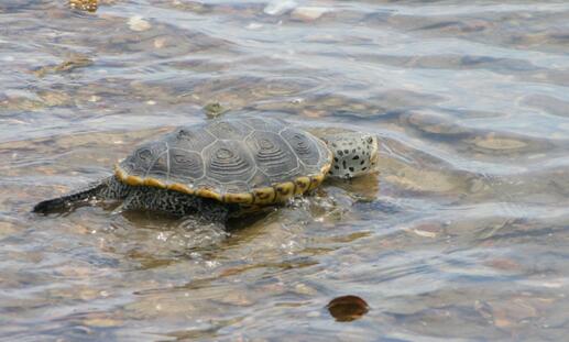 密西西比钻纹龟
