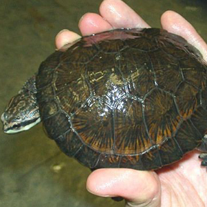 面具侧颈龟图片