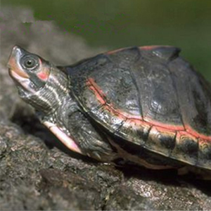 粉红圈锯背龟图片