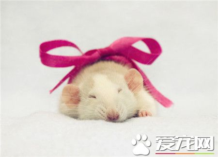 幸福是一只温暖的小老鼠~