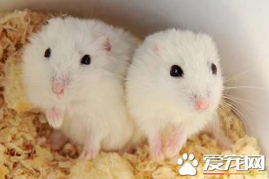 仓鼠会出现哪些被毛问题 被毛褪色掉毛变色等